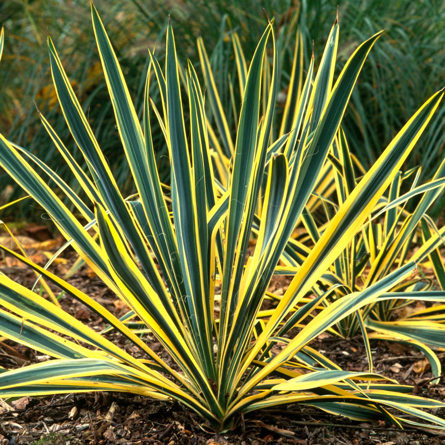 Yucca Bright Edge