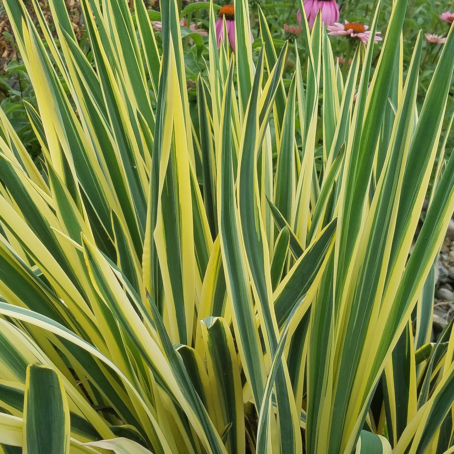 Yucca Bright Edge