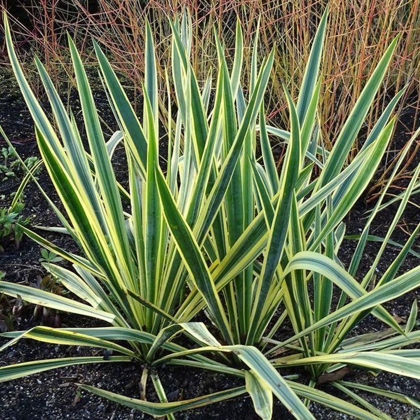 Yucca Bright Edge