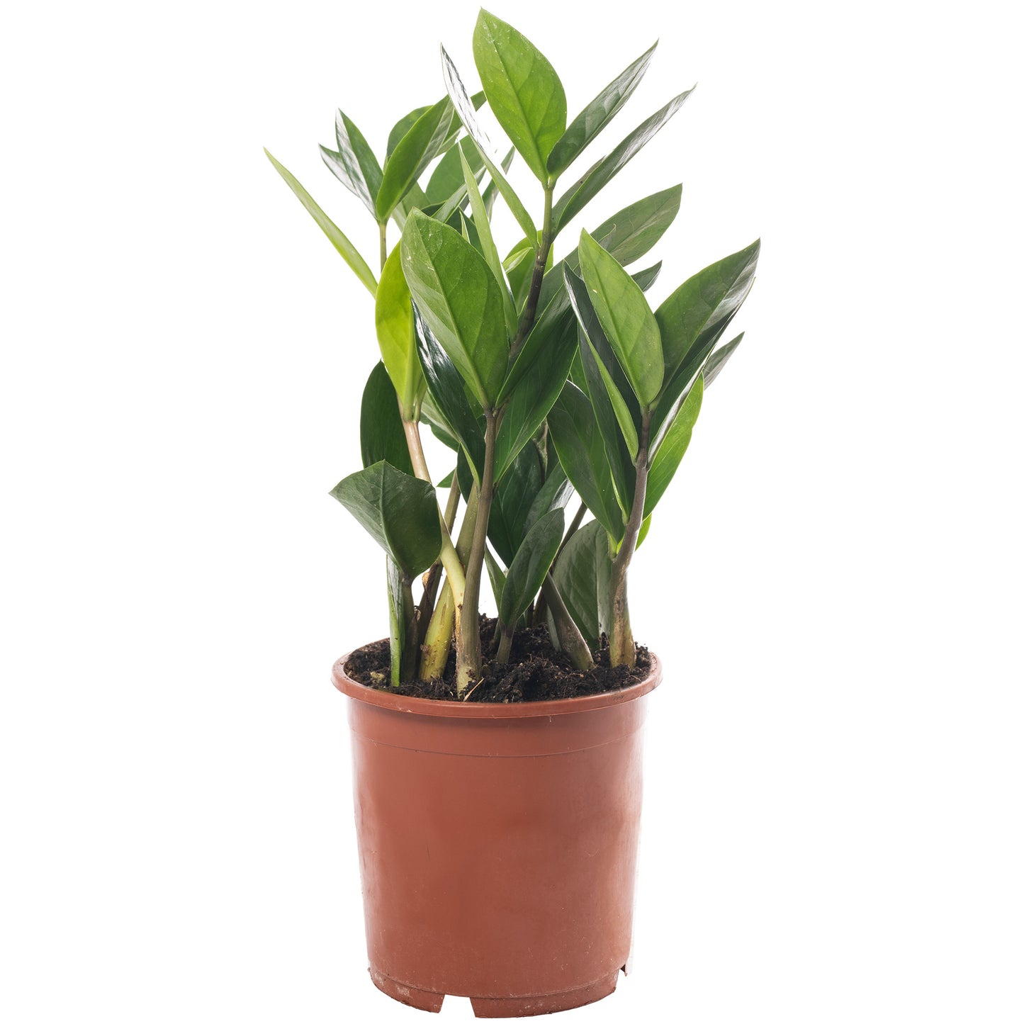 30-40cm (incl. Pot)