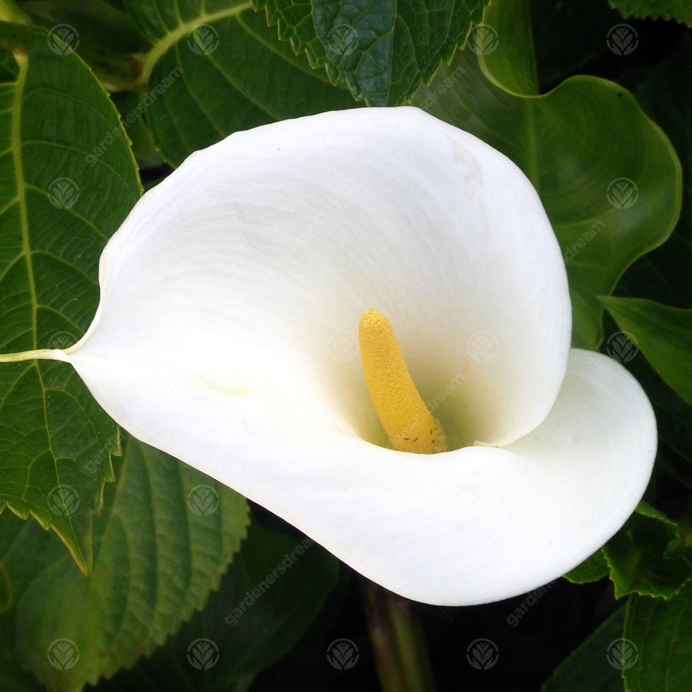 Zantedeschia Aethiopica -MASTER-