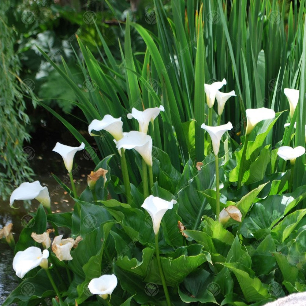 Zantedeschia Aethiopica -MASTER-