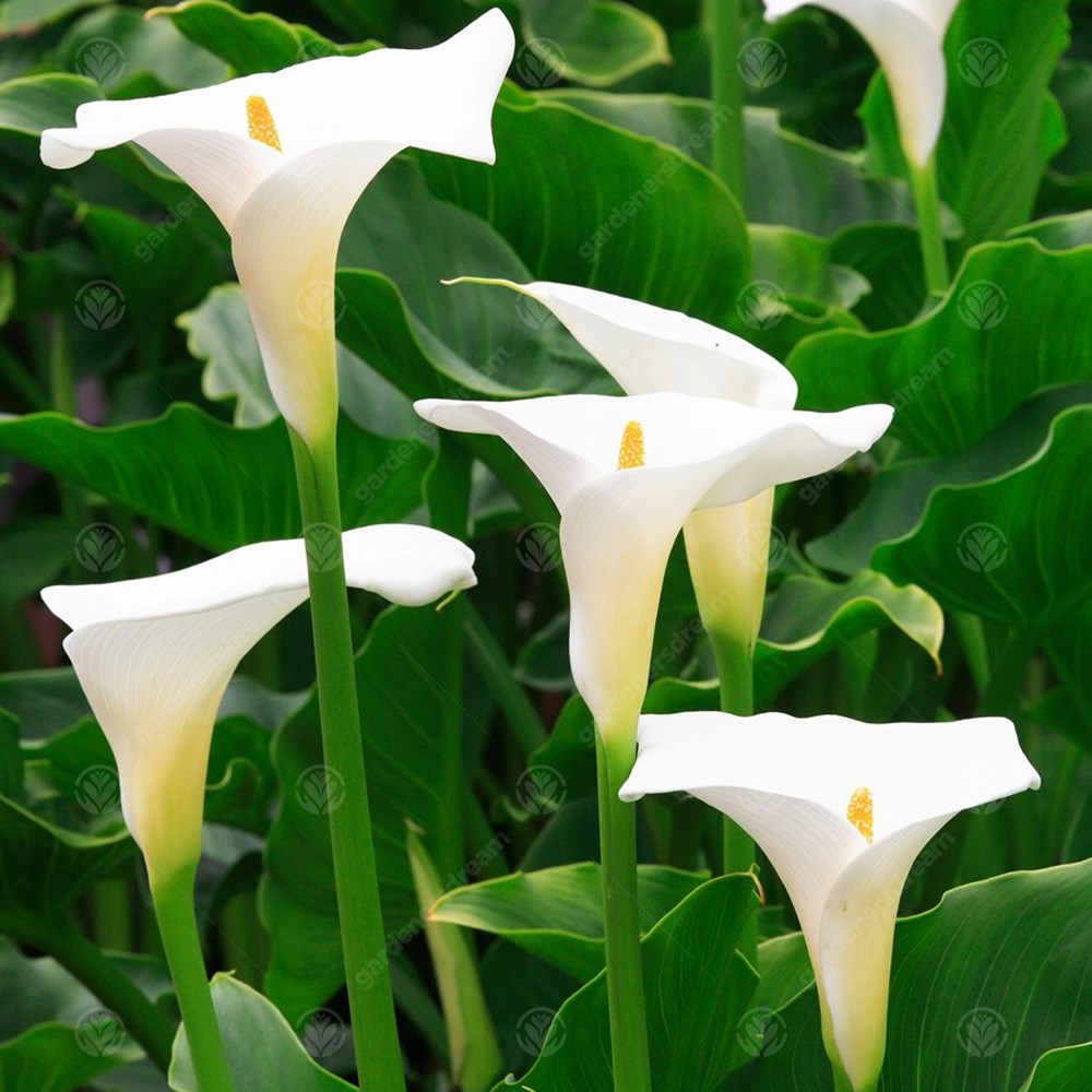 Zantedeschia Aethiopica -MASTER-