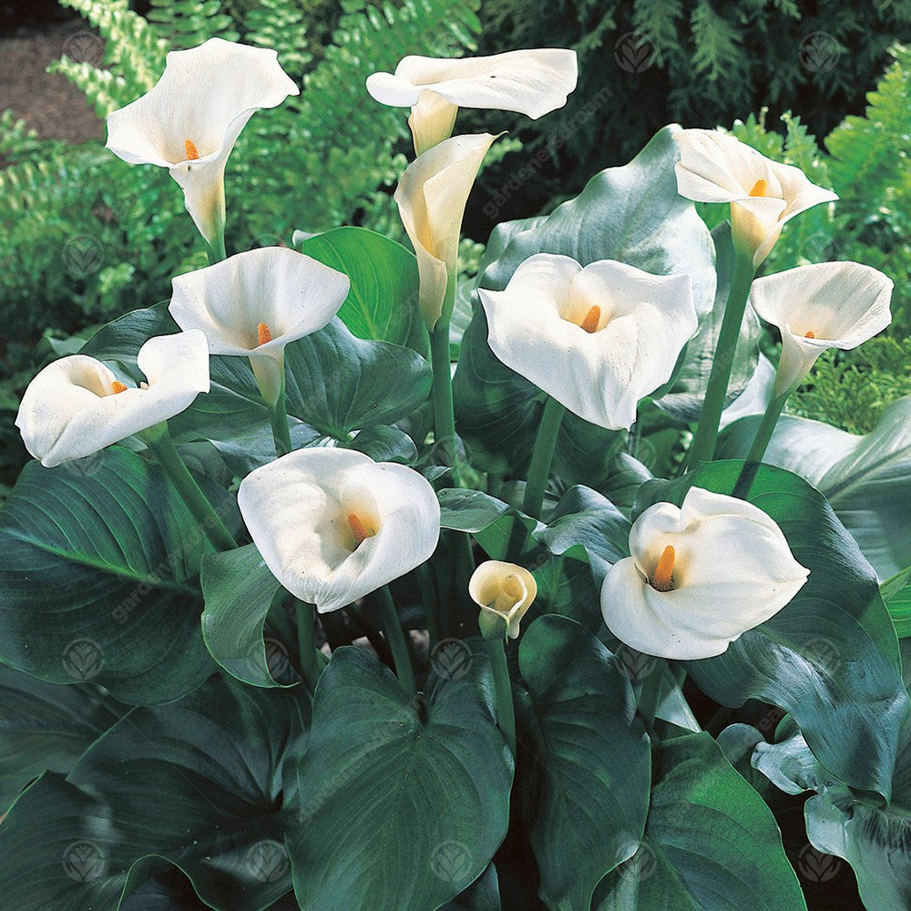 Zantedeschia Aethiopica -MASTER-