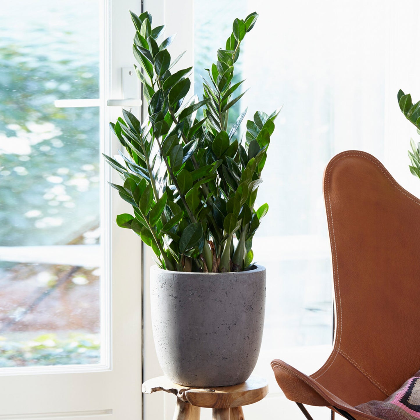 30-40cm (incl. Pot)