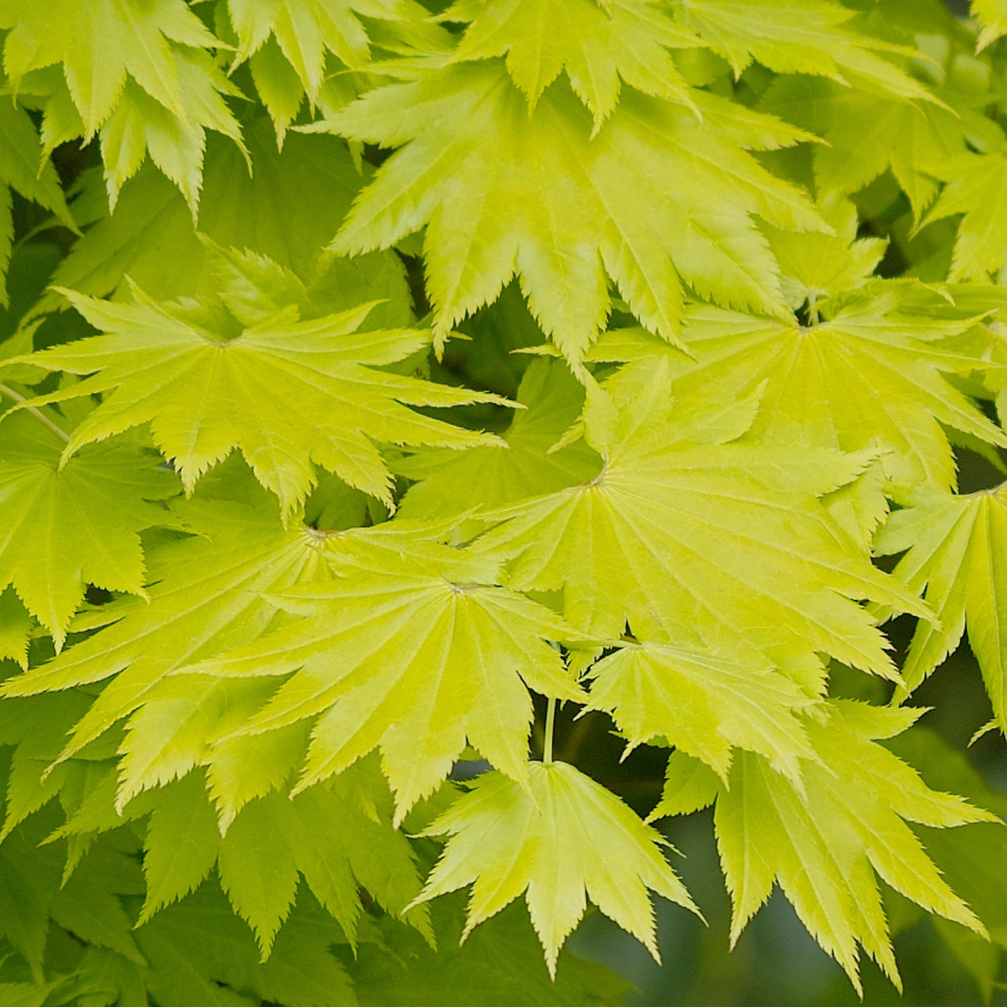 Acer Aureum