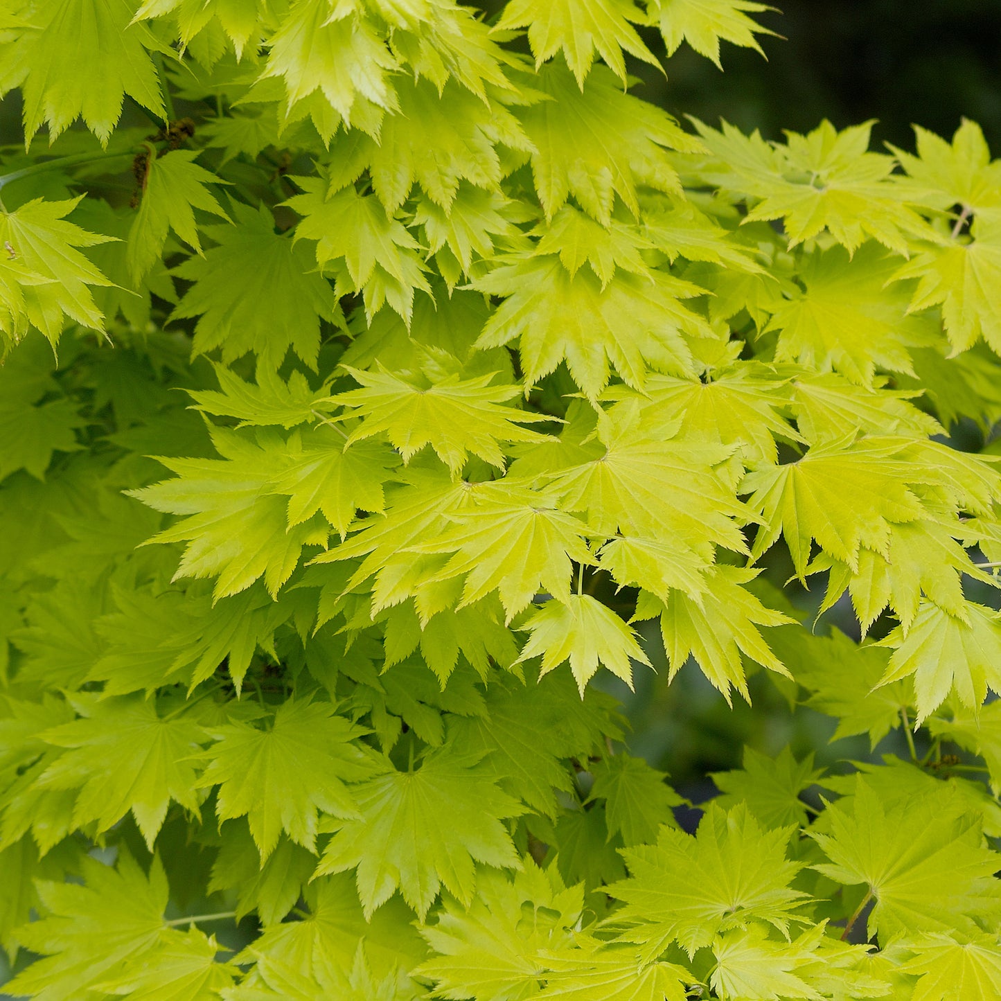 Acer Aureum