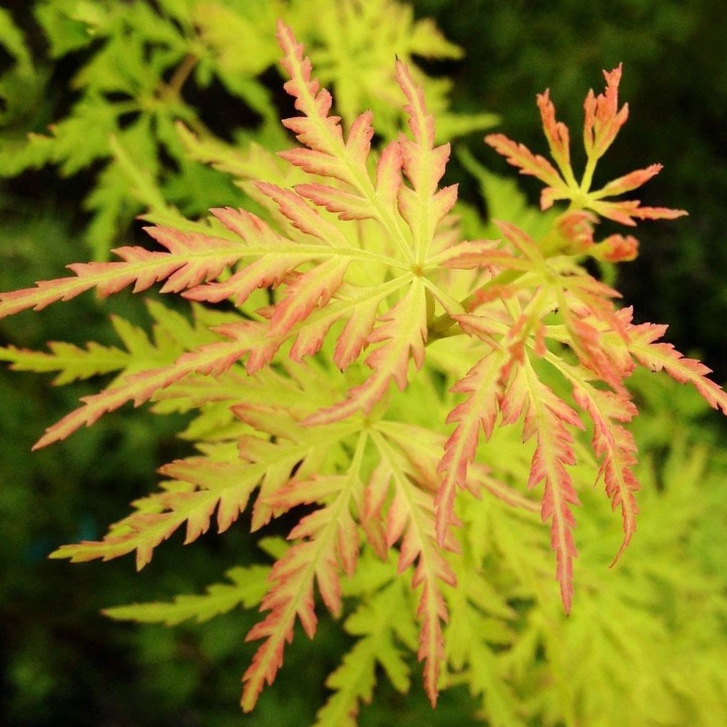 Acer Seiryu