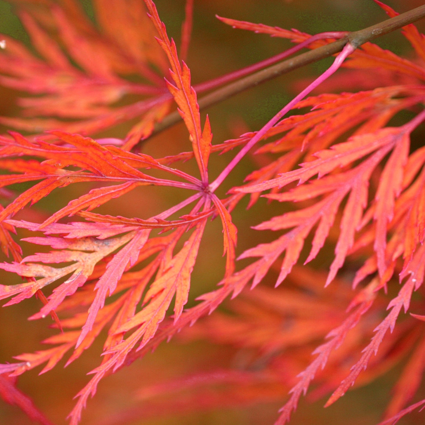 Acer Seiryu