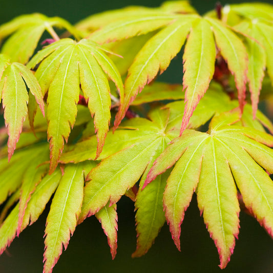 Acer Sango-kaku
