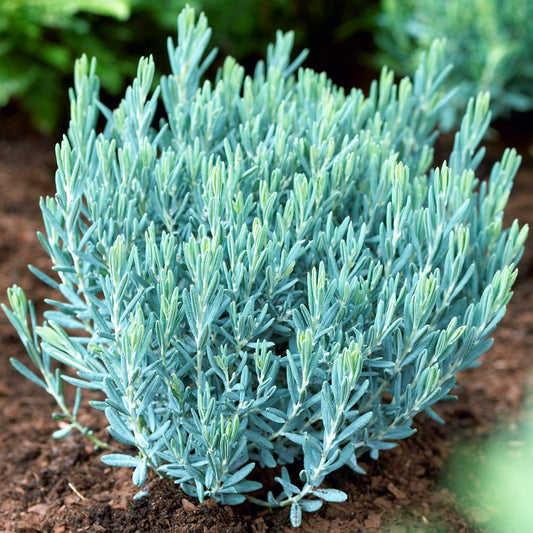 Andromeda Blue Lagoon