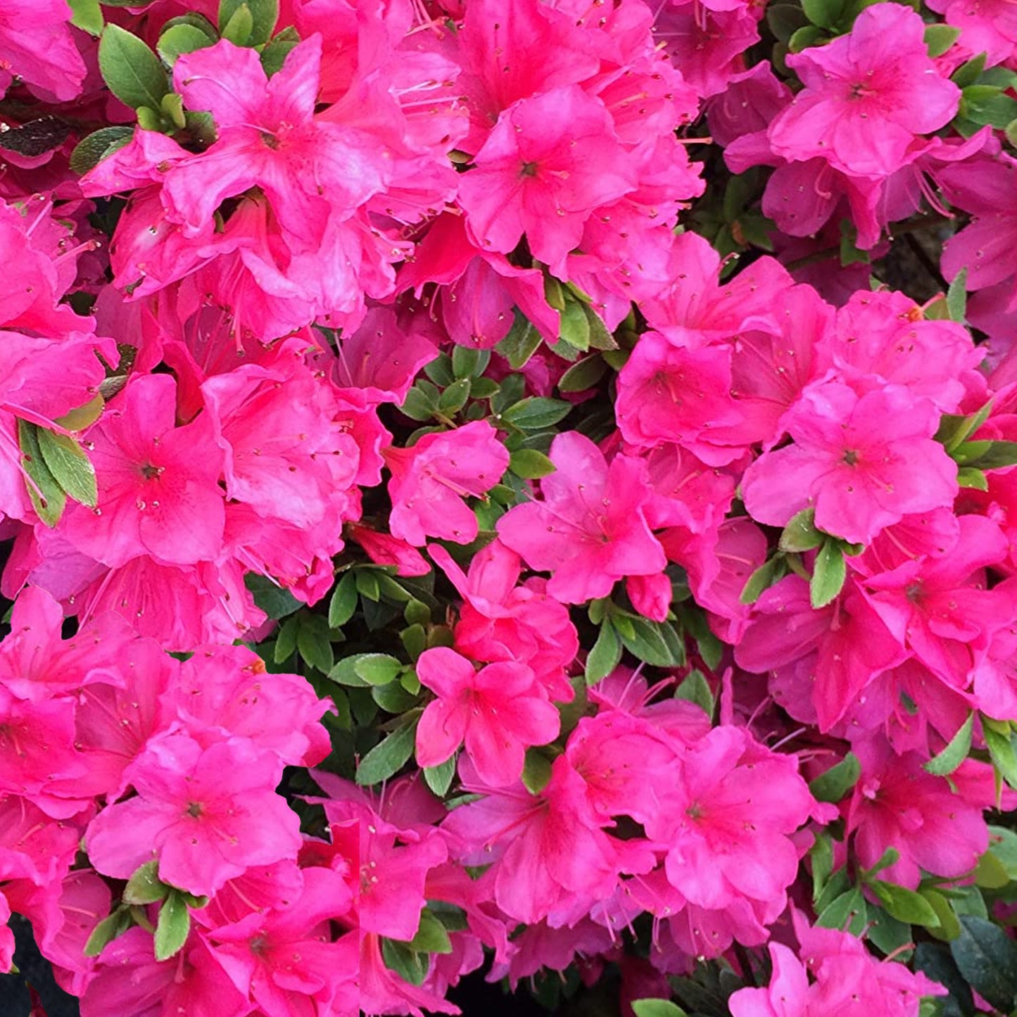 Azalea Anne Frank