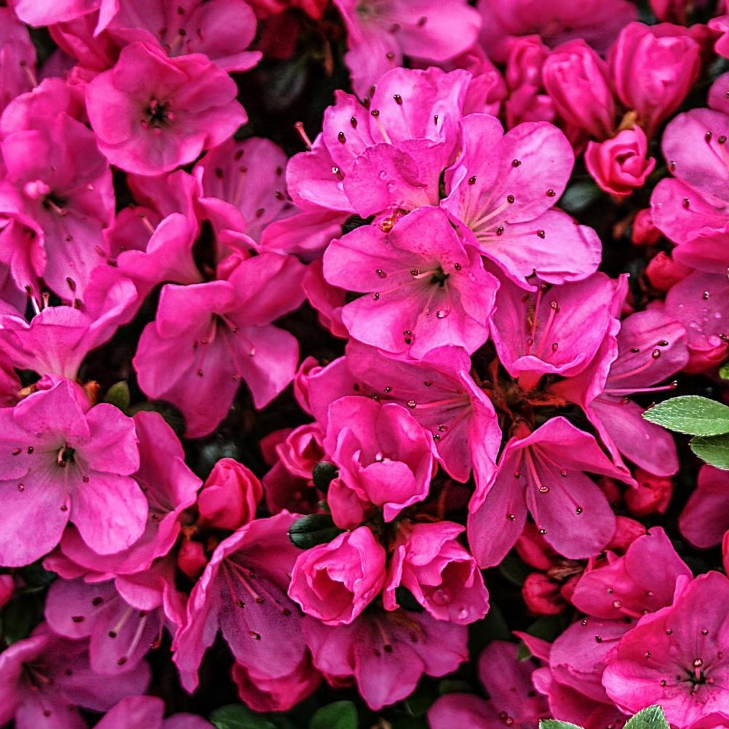 Azalea Anne Frank