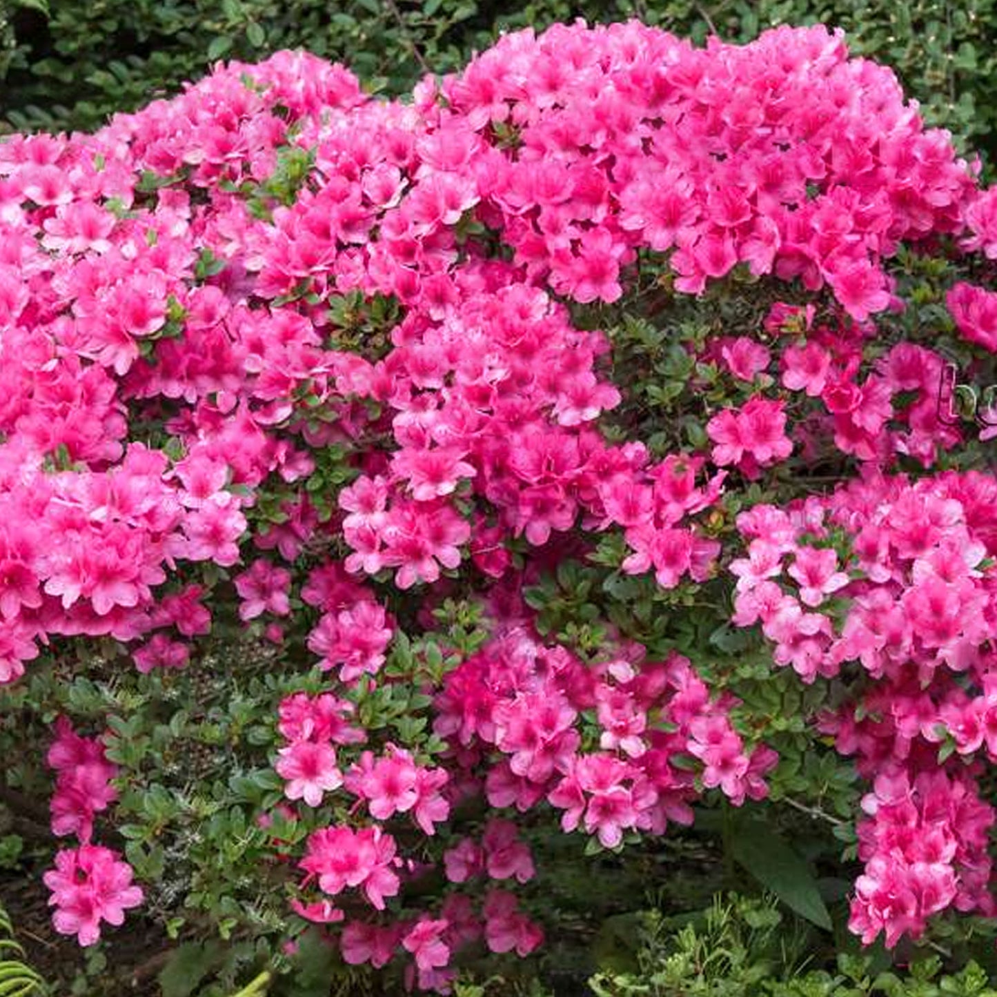 Azalea Anne Frank