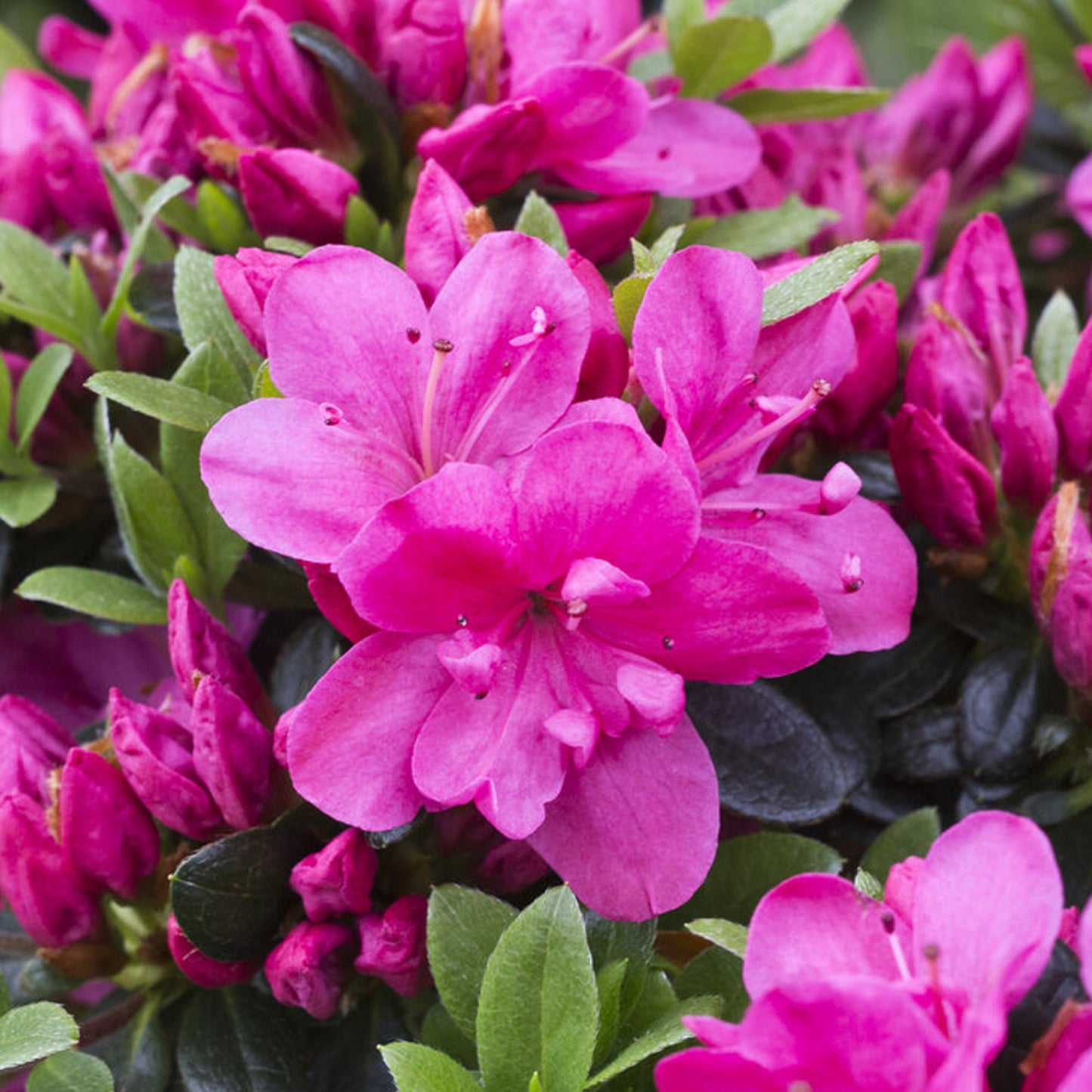 Azalea Anne Frank