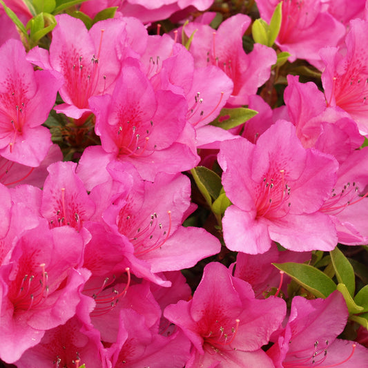 Azalea Anouk