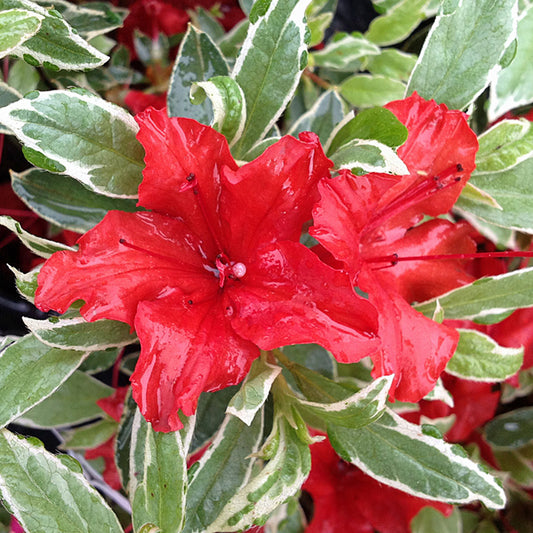 Azalea Hot Shot Variëgata