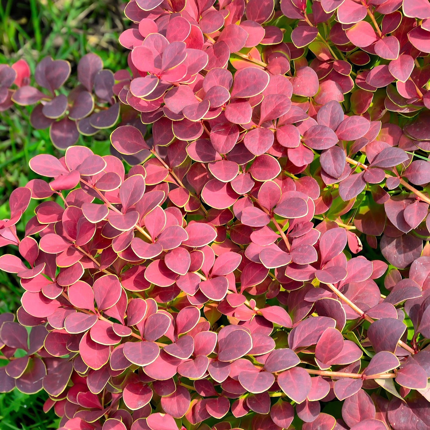 Berberis Coral