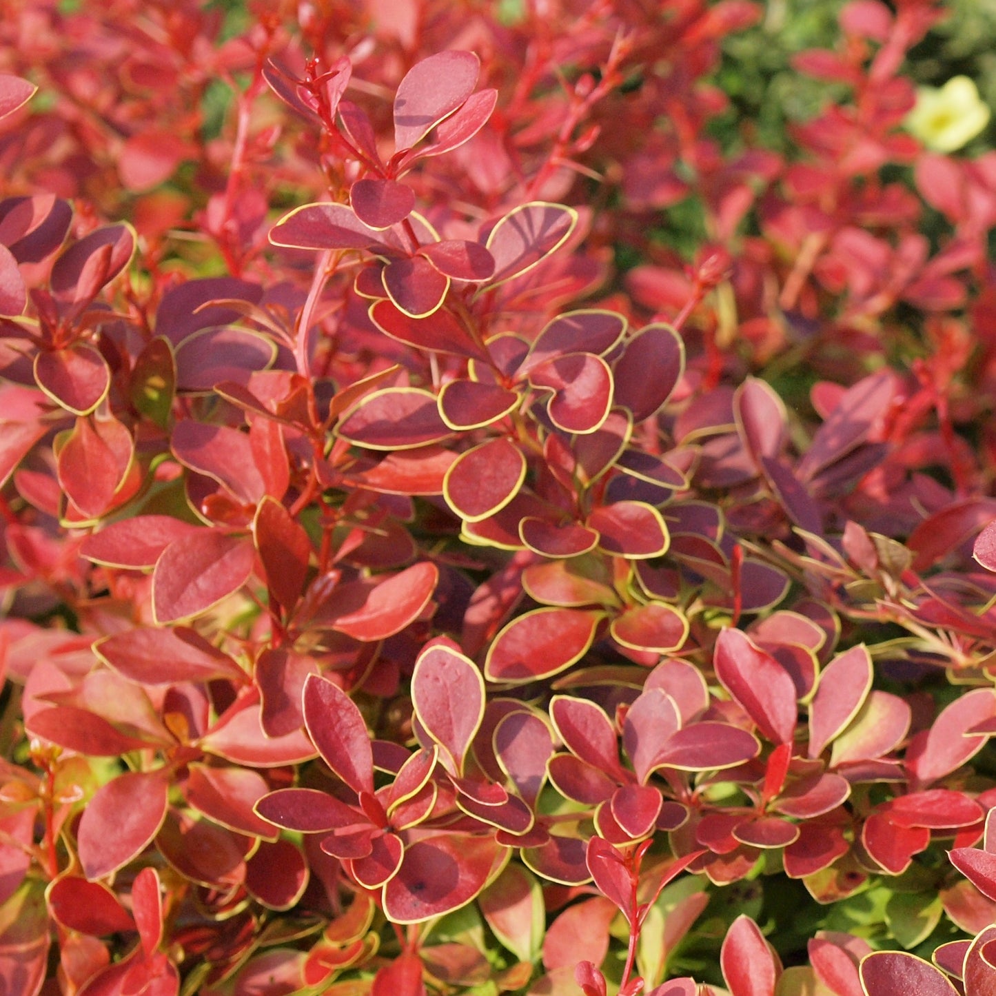 Berberis Coral