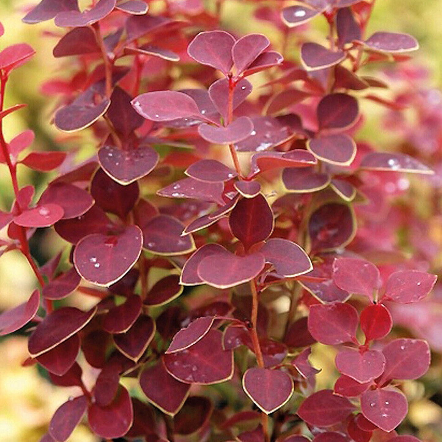 Berberis Coral