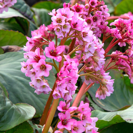 Bergenia Spring Fling