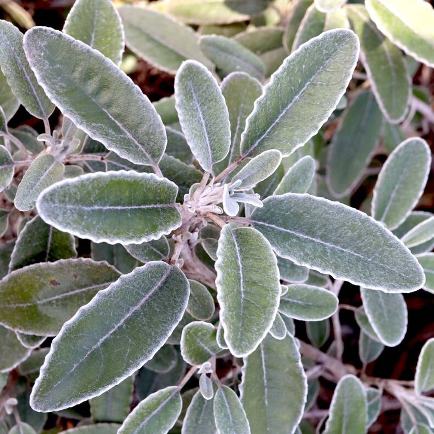 Brachyglottis Silver Waves