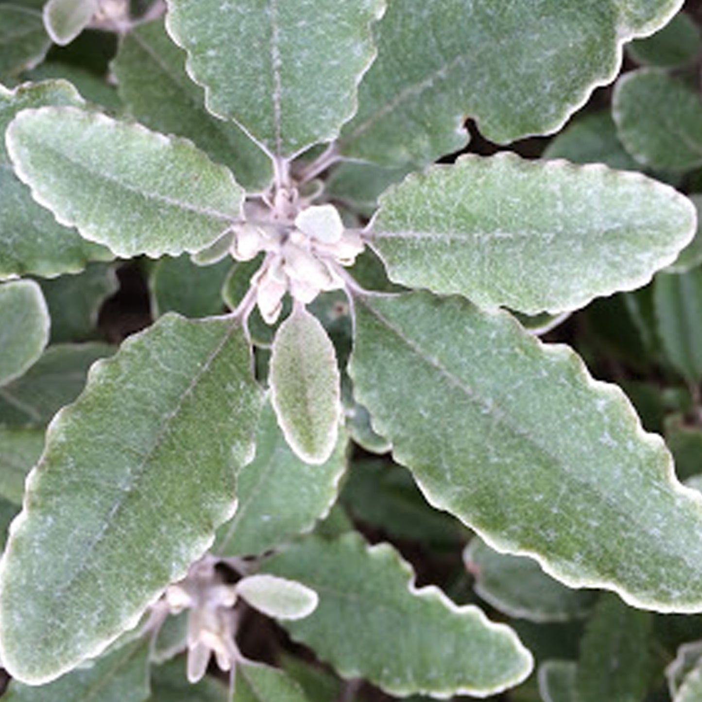 Brachyglottis Silver Waves