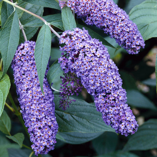 Buddleia Nanho Blue