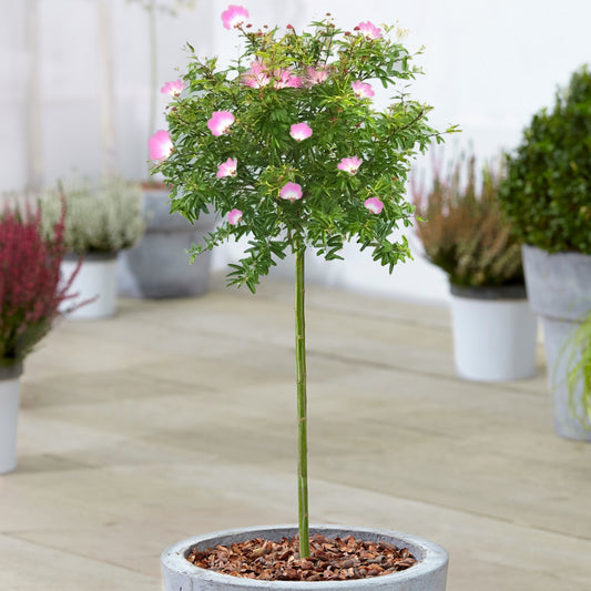 Calliandra Dixie Pink Patio Tree