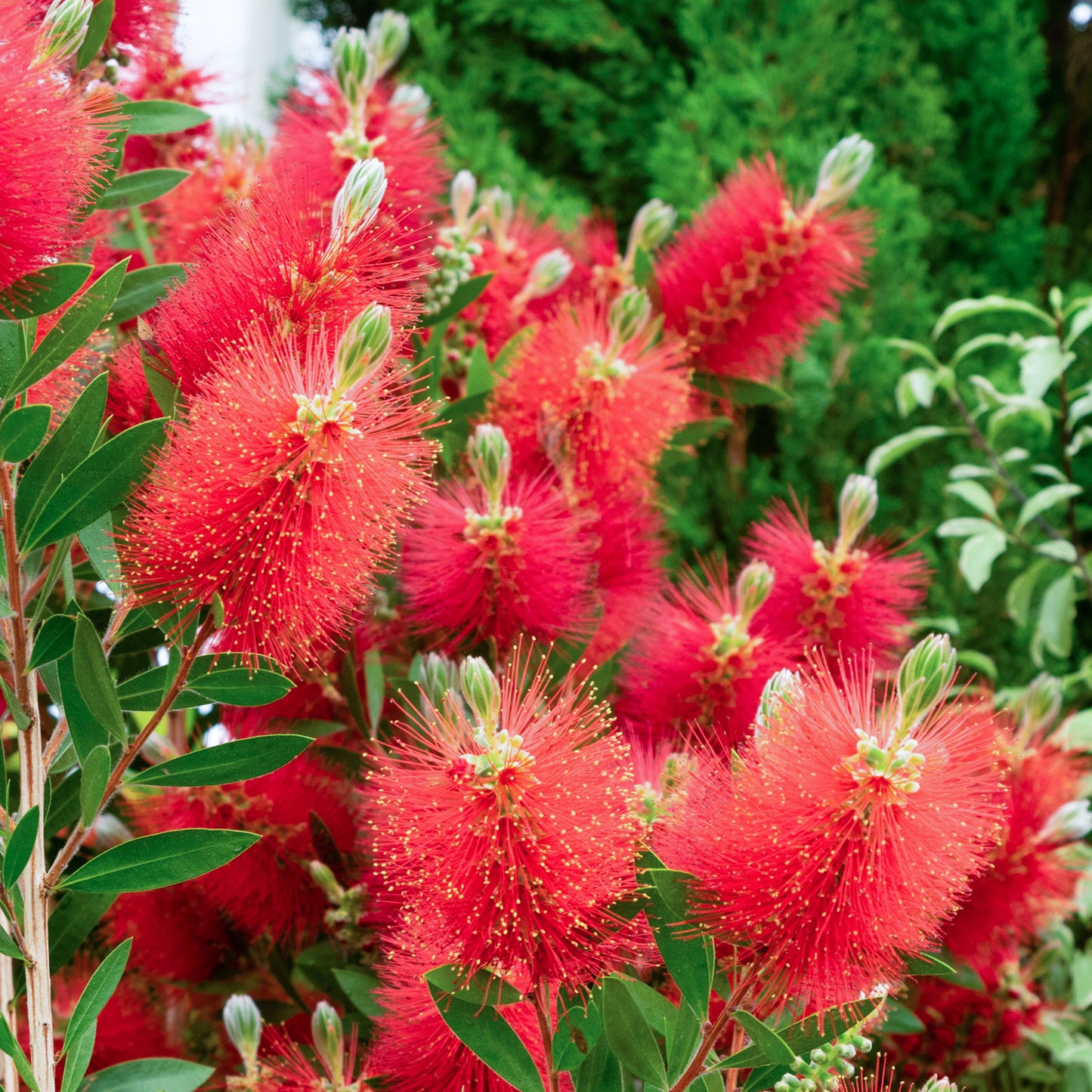 Callistemon citrinus