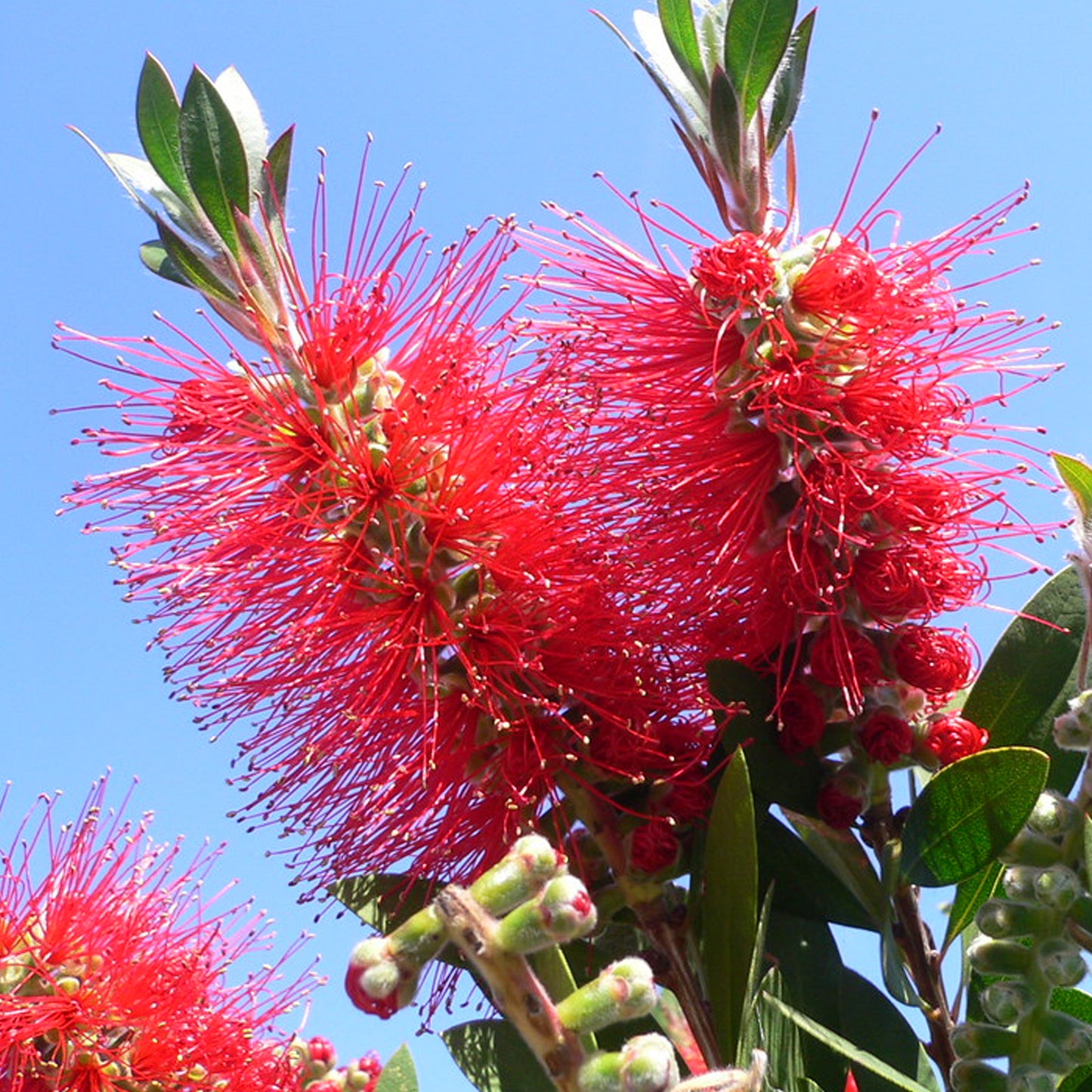 Callistemon citrinus