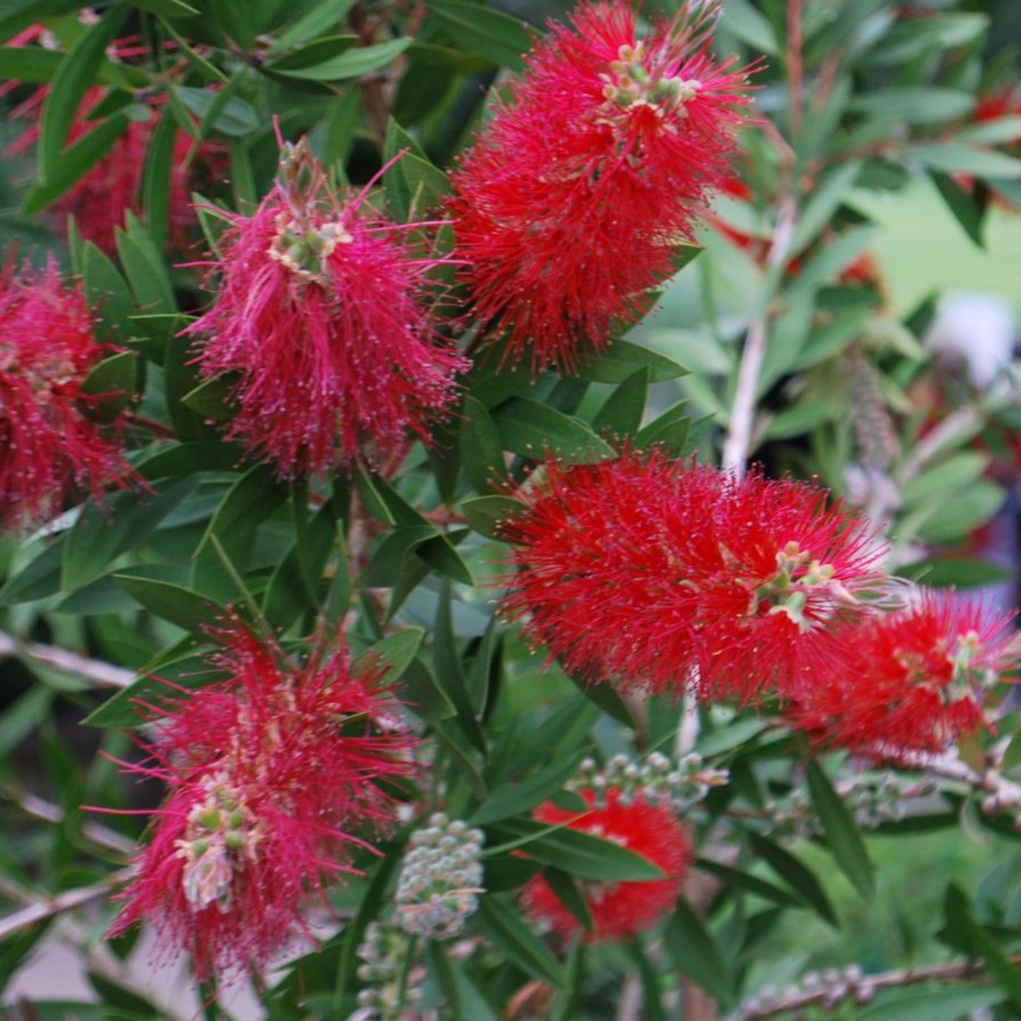 Callistemon citrinus