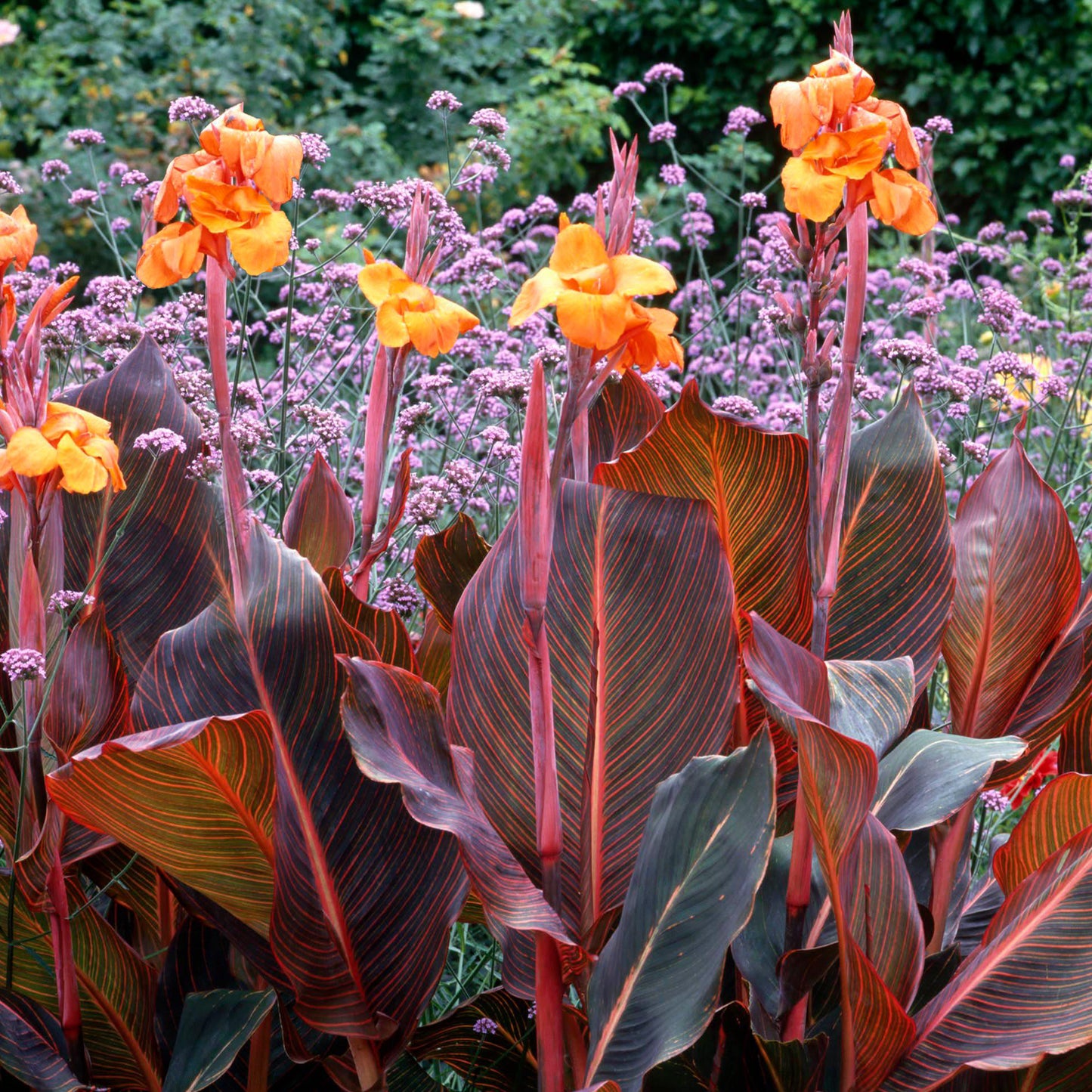 Canna Tropicanna