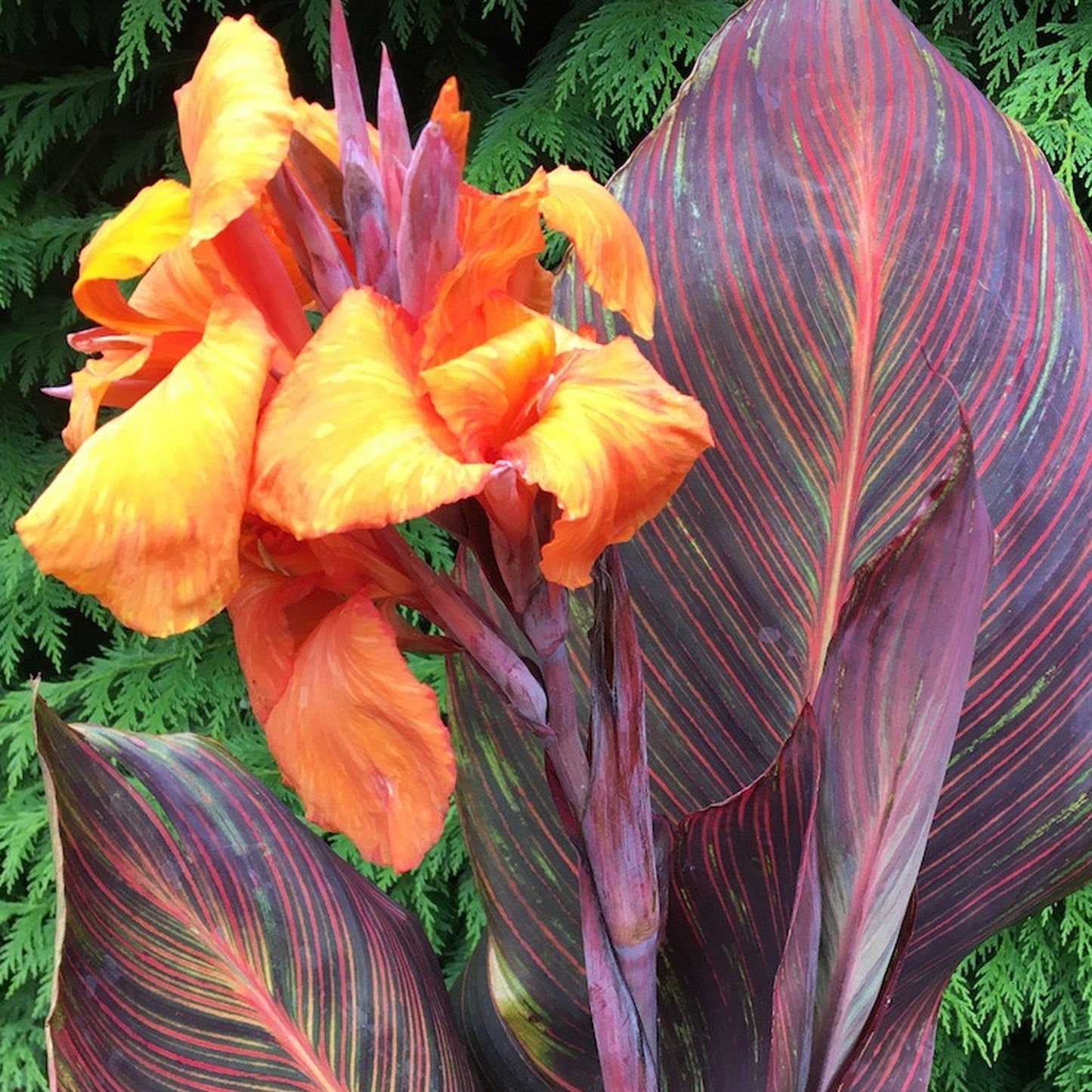 Canna Tropicanna