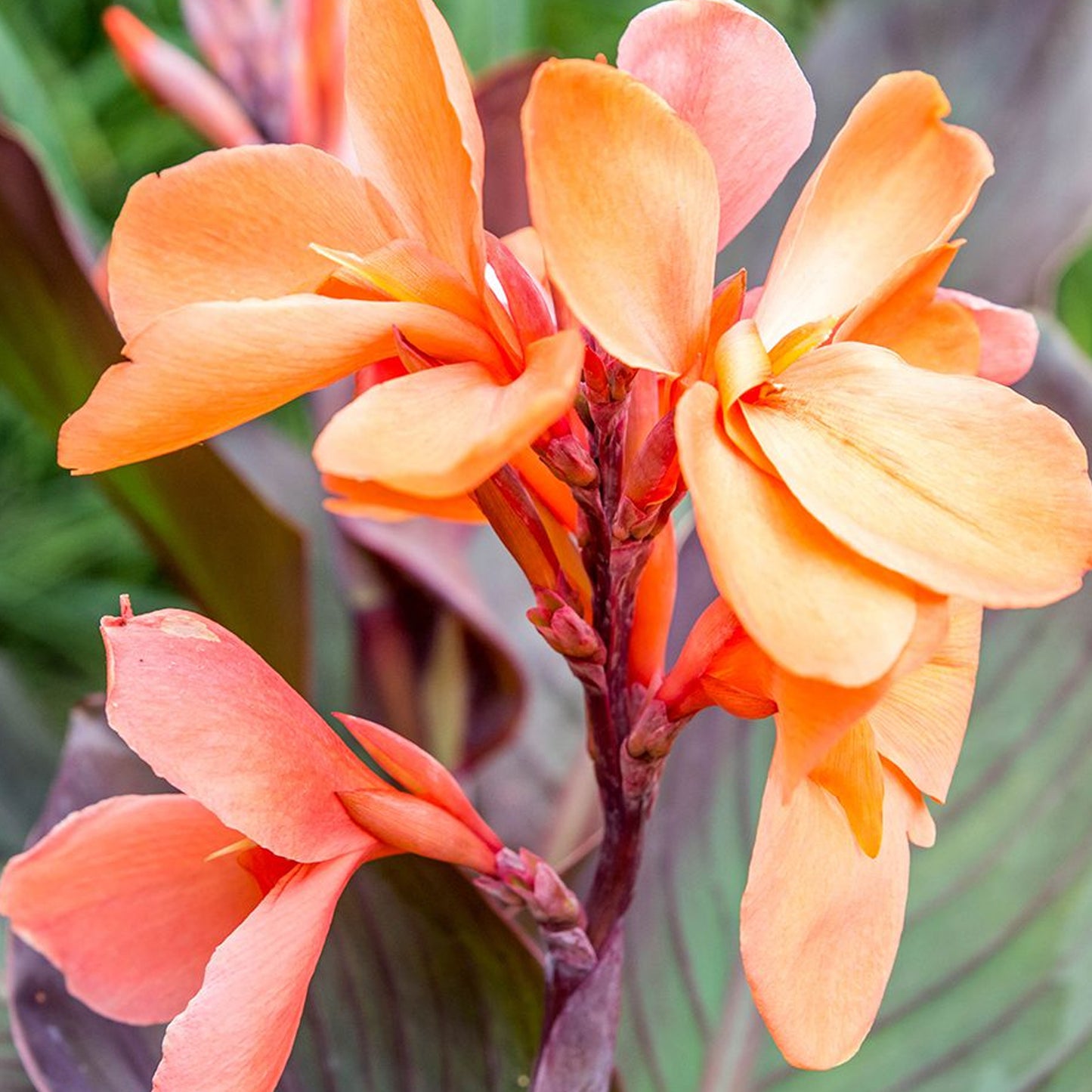 Canna Tropicanna