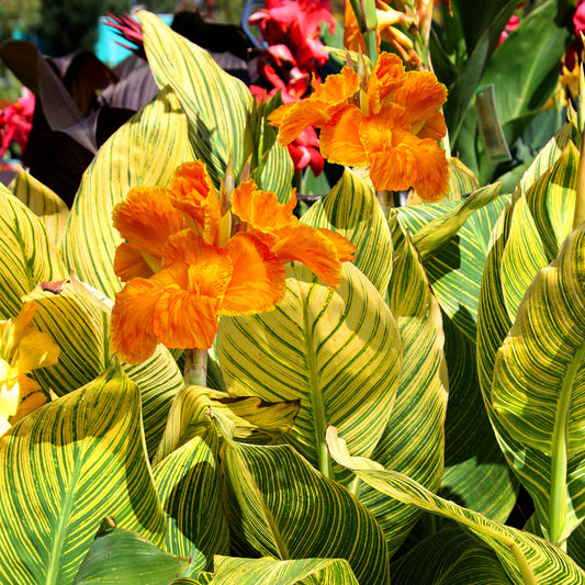 Canna Tropicanna Gold