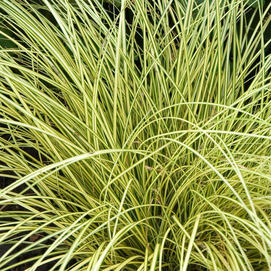 Carex Jenneke