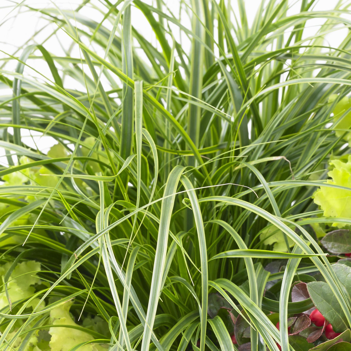 Carex Everlime