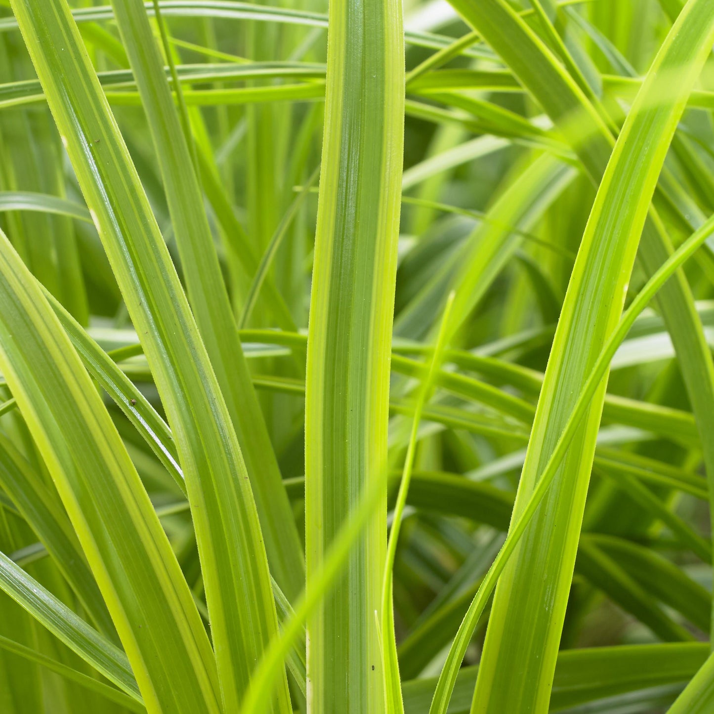 Carex Everlime