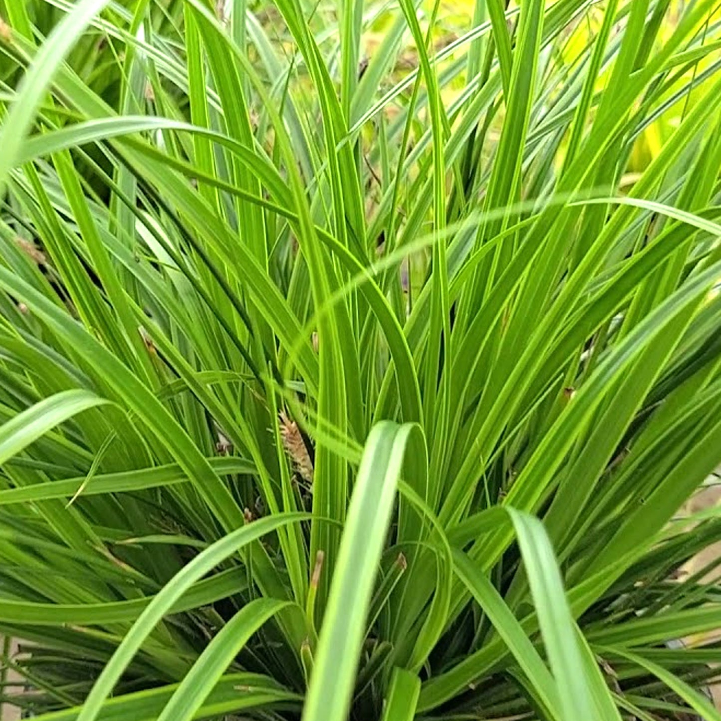 Carex Everlime