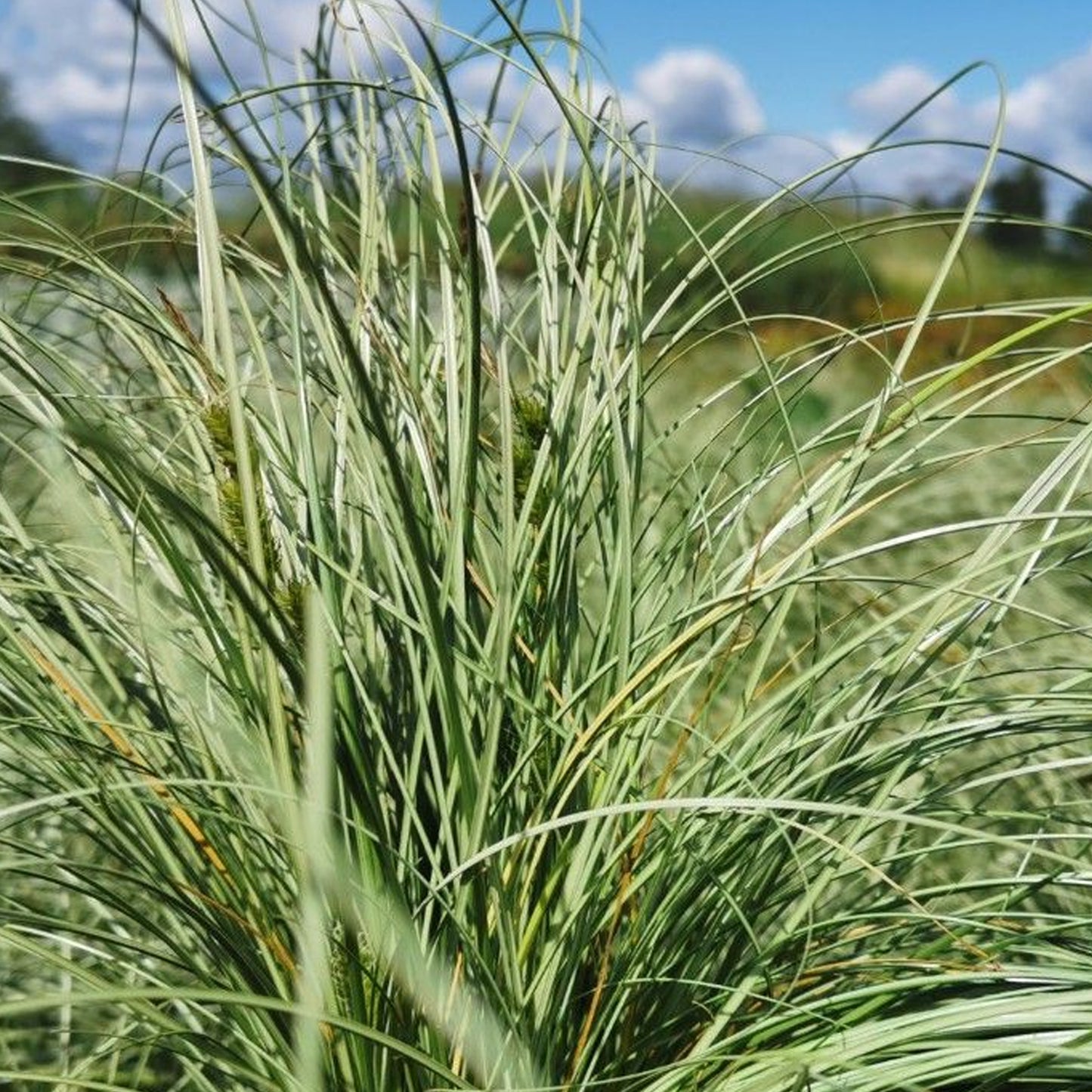 Carex Frosted Curls