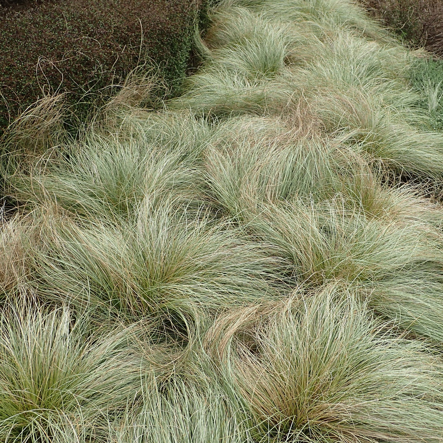 Carex Frosted Curls