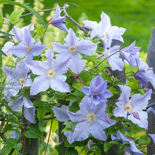 Clematis Blue Angel