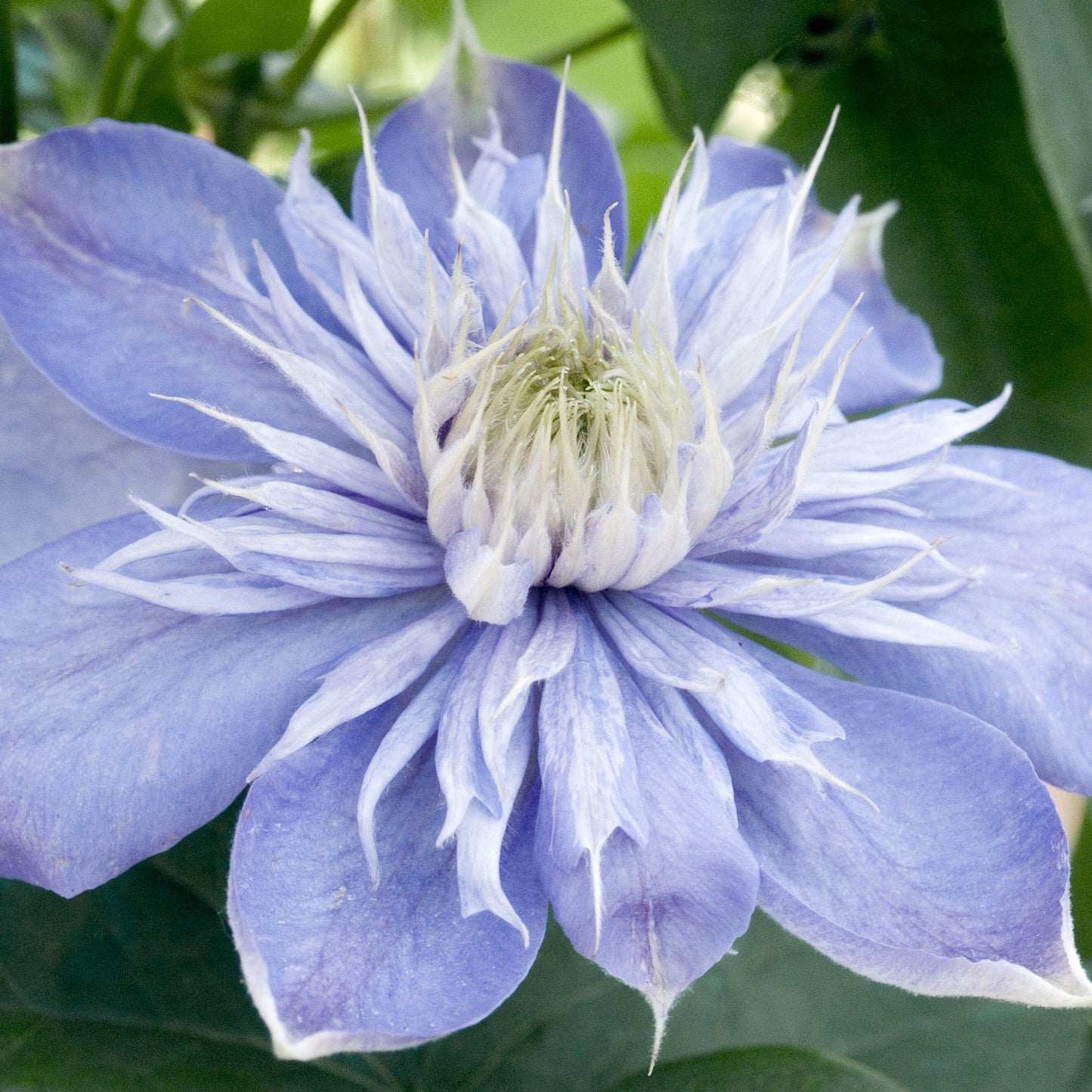 Clematis Blue Light