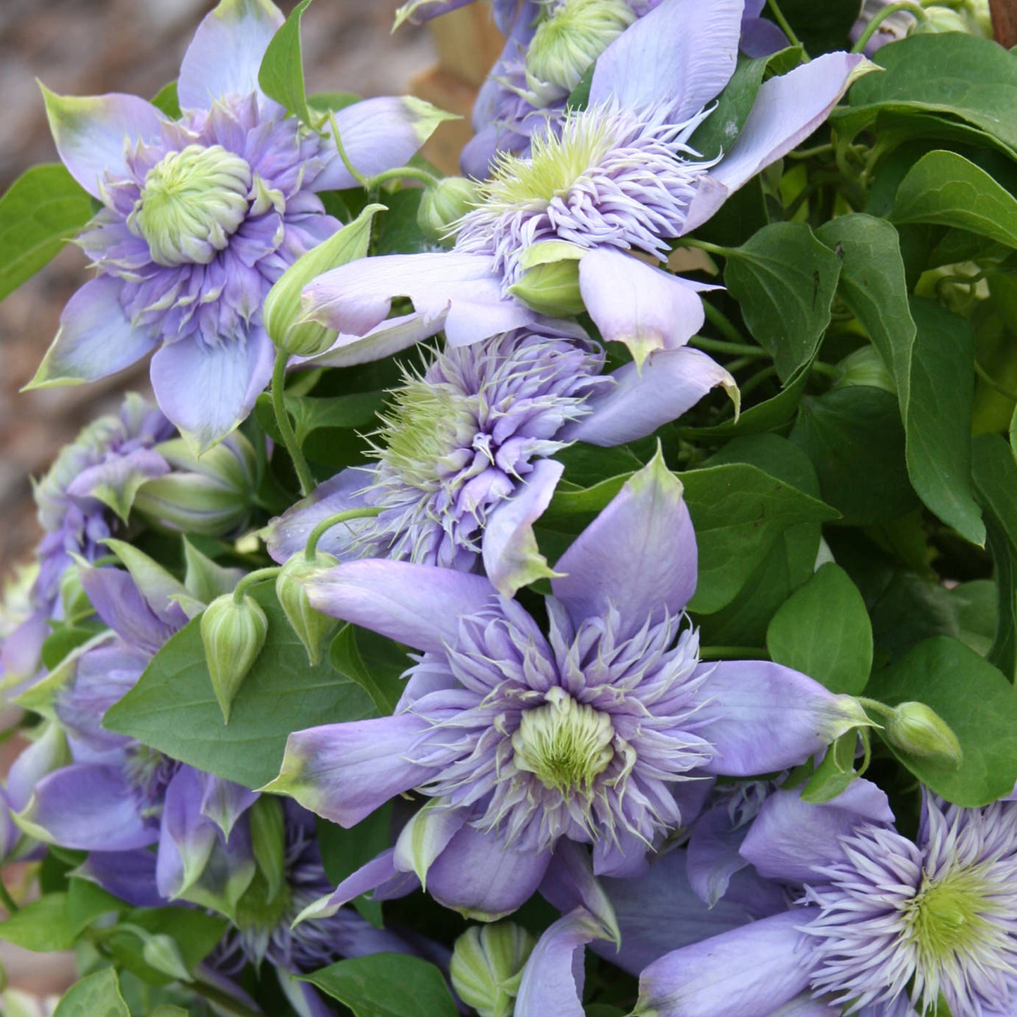 Clematis Blue Light