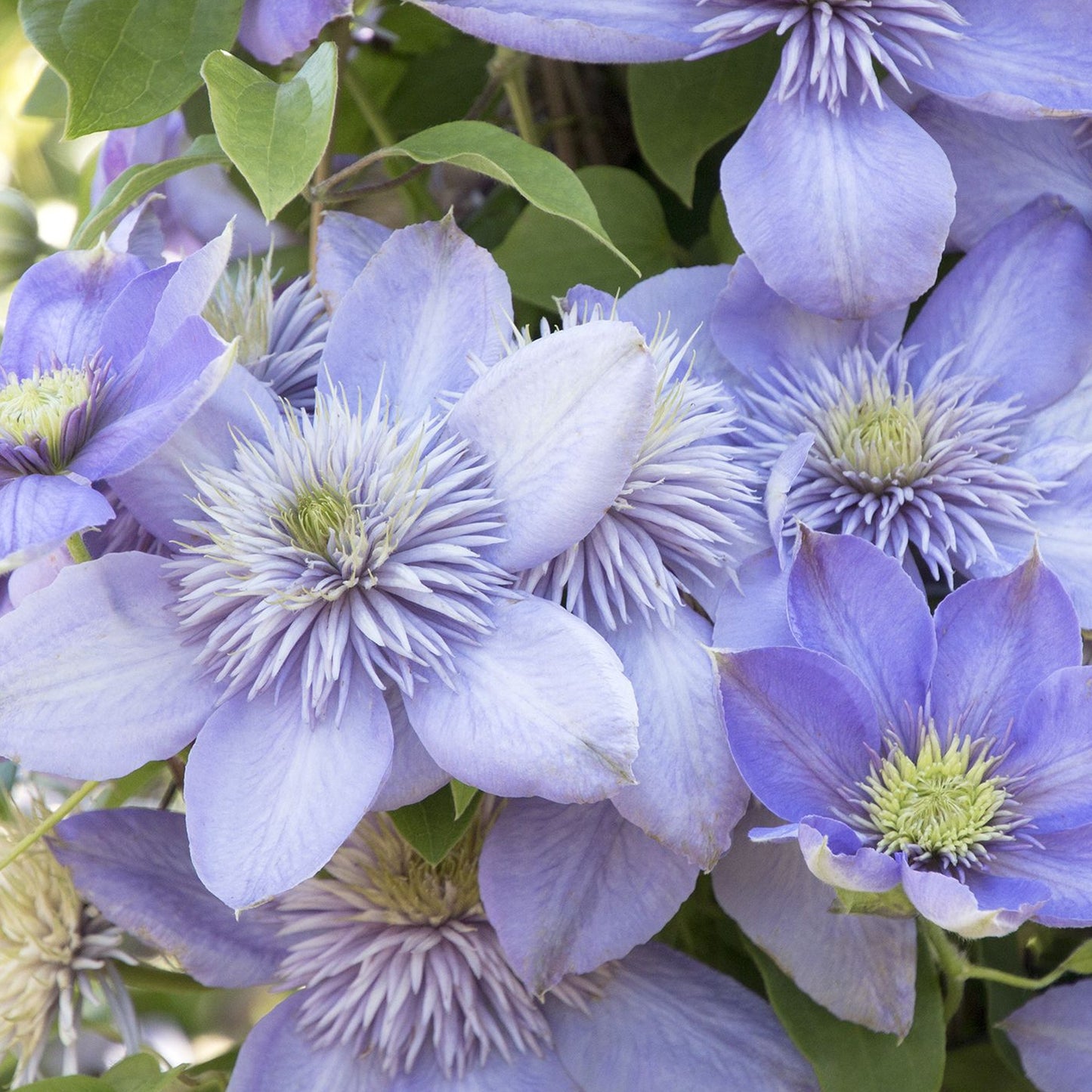 Clematis Blue Light