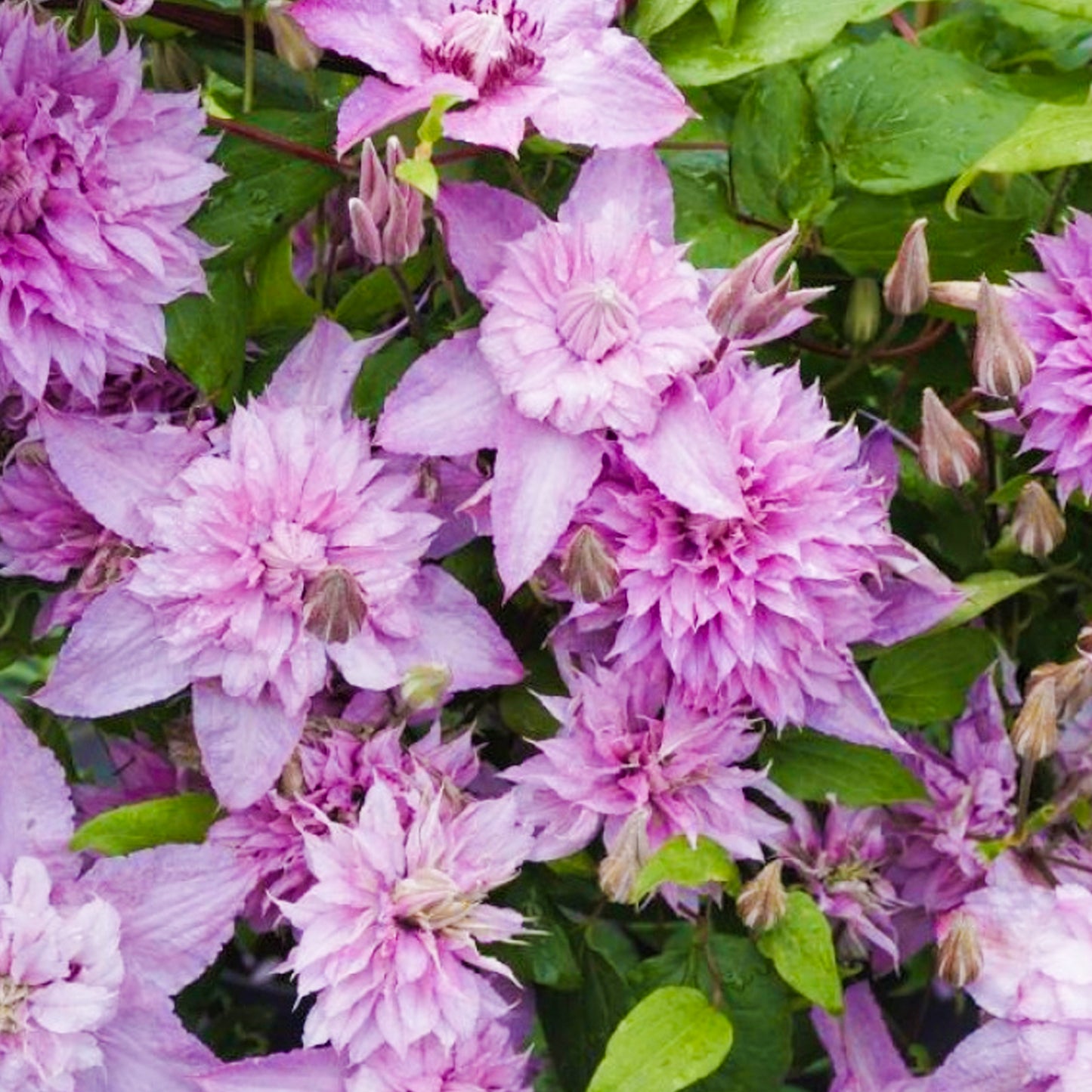 Clematis Multi Pink