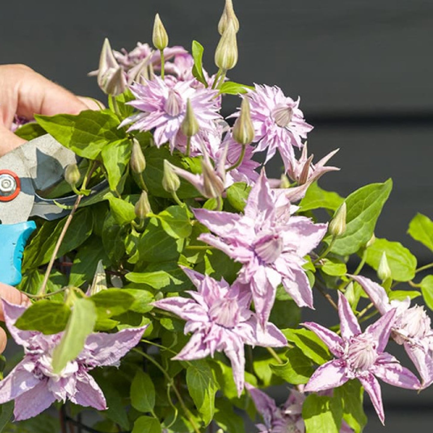 Clematis Multi Pink