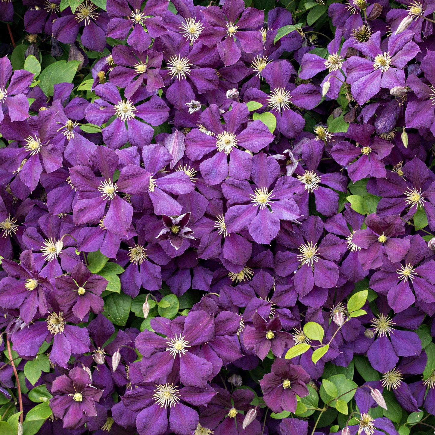 Clematis Purpurea