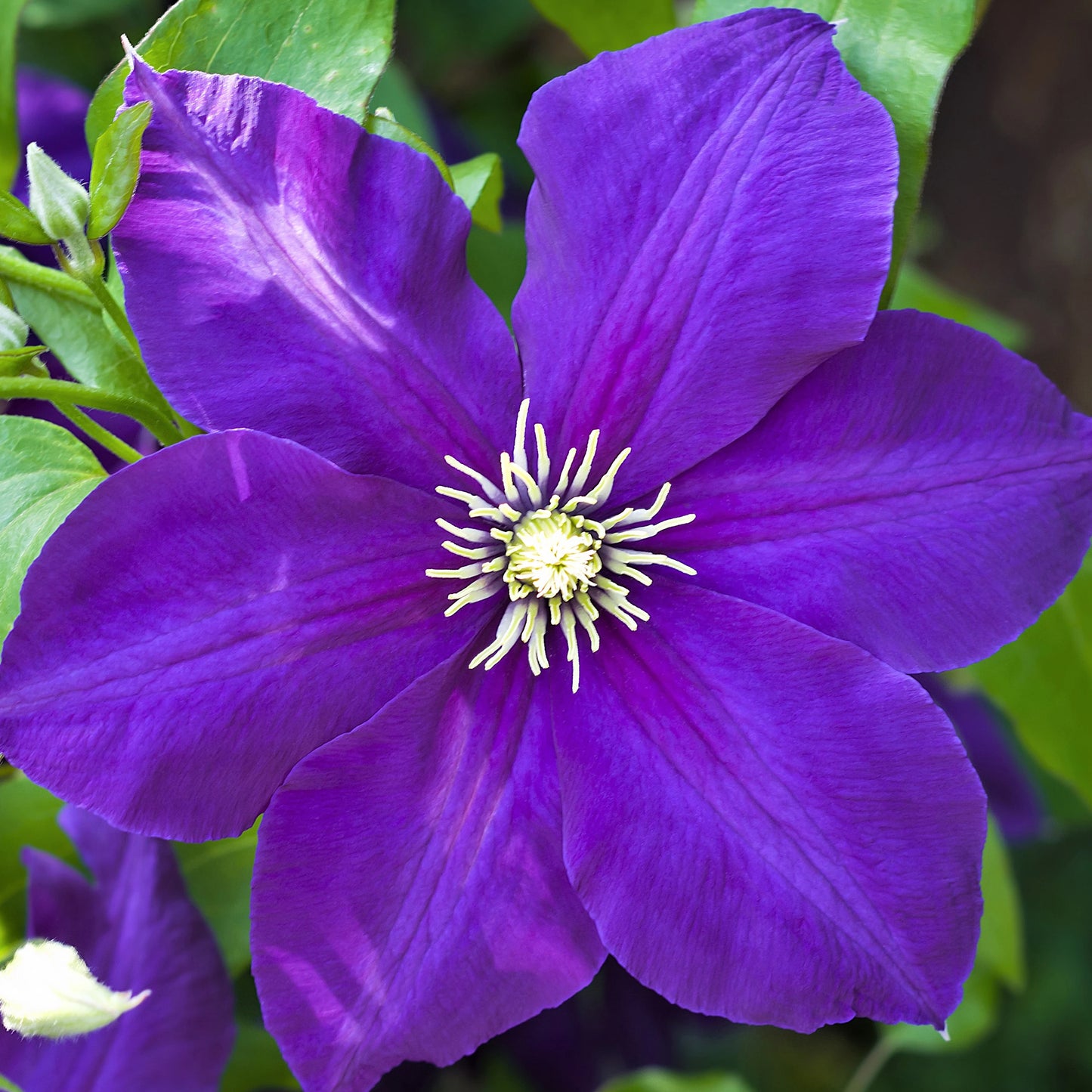 Clematis Purpurea